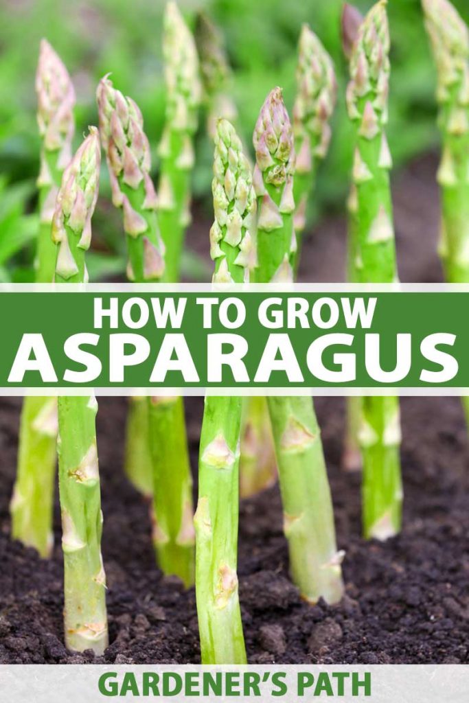 Spears of asparagus emerging from rich, black soil.