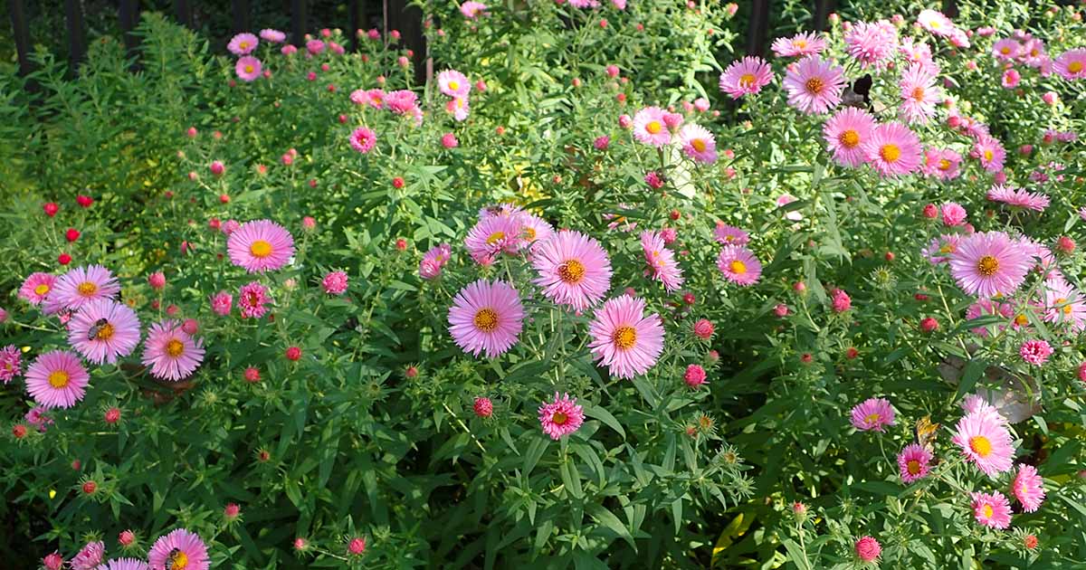 How to Plant Asters in Your Garden