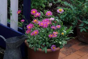 A close up horizontal image of pink asters growing in a terra cotta pot on a tiled patio.