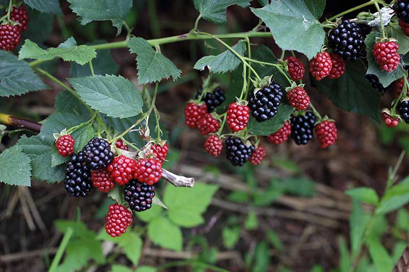 Pack 2 Triple Crown Thornless BlackBerry Bush Tree-Healthy Grown Pesicide 4 to 6 Tall 