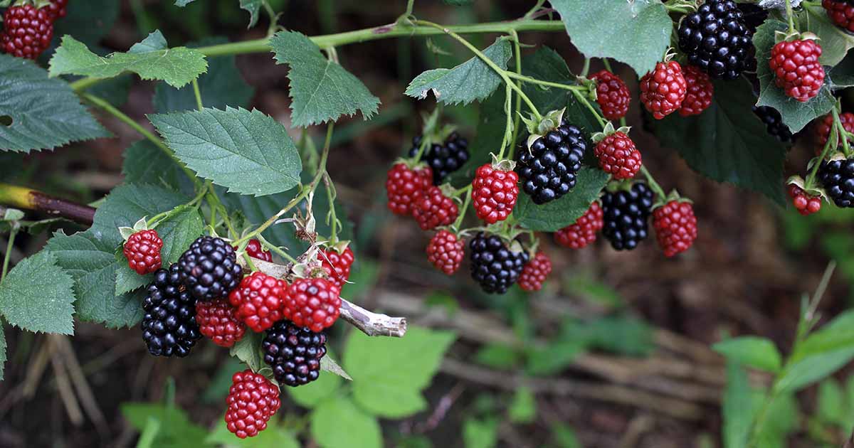 Planting Your Blackberries