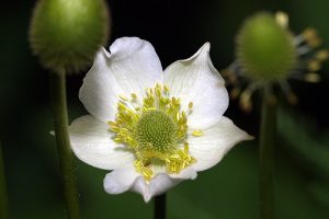A close up horizontal image of a greenish white candle anemone aka long-fruited thimbleweed flower pictured on a soft focus background.