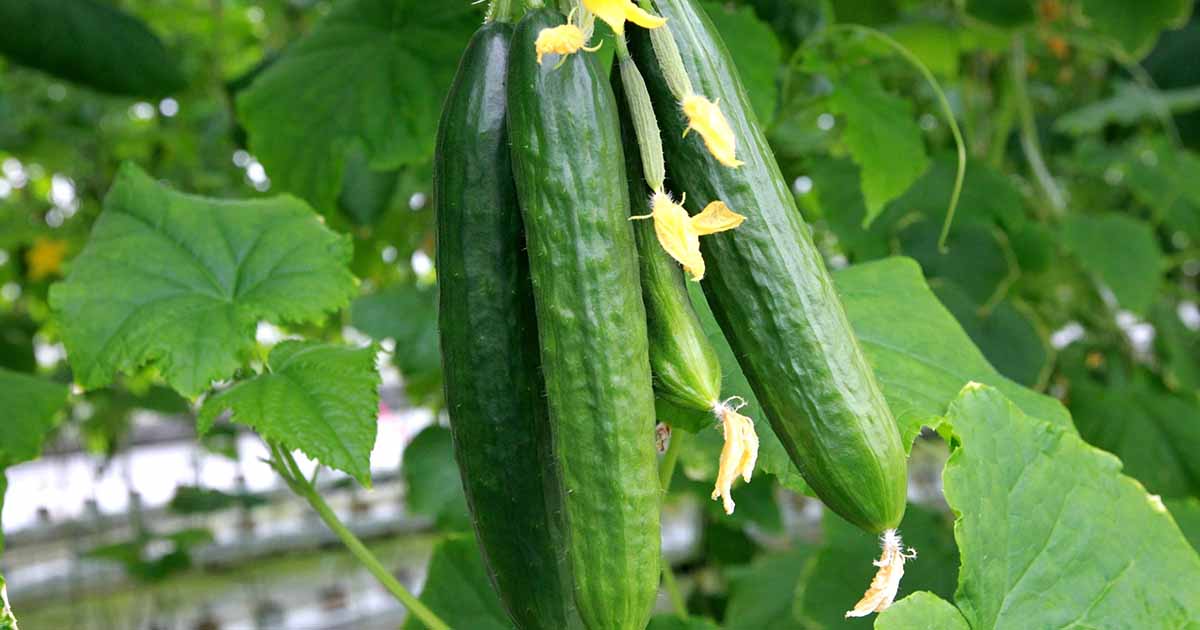 Image of Cucumbers plants