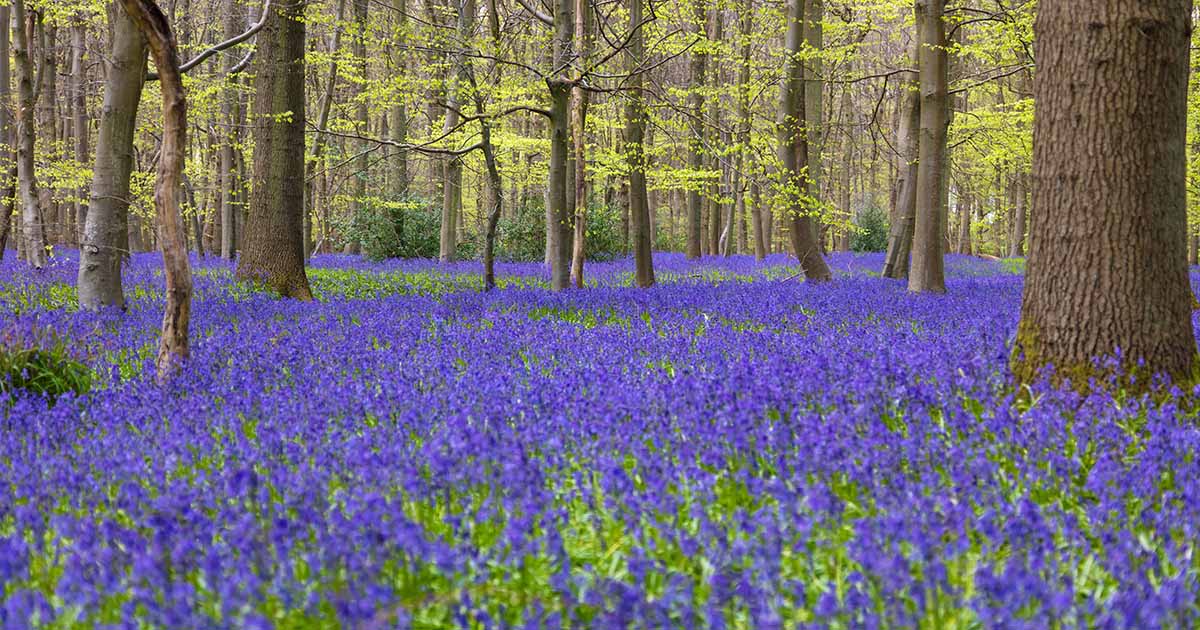 How to Plant and Grow English Bluebells | Gardener’s Path