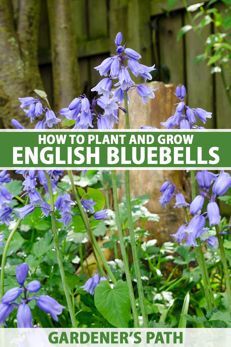 how to plant and grow english bluebells | gardener's path