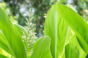 A close up horizontal image of galangal (Alpinia galanga) growing in the garden with light green foliage and white flowers pictured on a soft focus background.