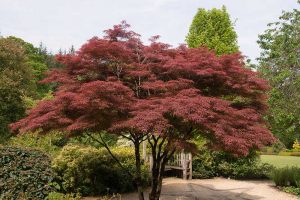 How to Grow Japanese Maple Trees