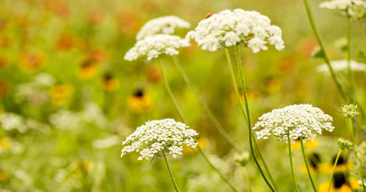 How to Grow Queen Anne's Lace (Daucus carota)