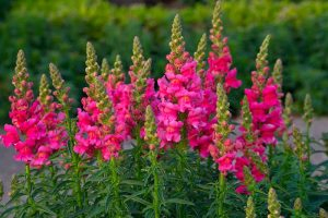 A close up horizontal image of bright pink snapdragon (Antirrhinum majus) flowers growing in the garden.