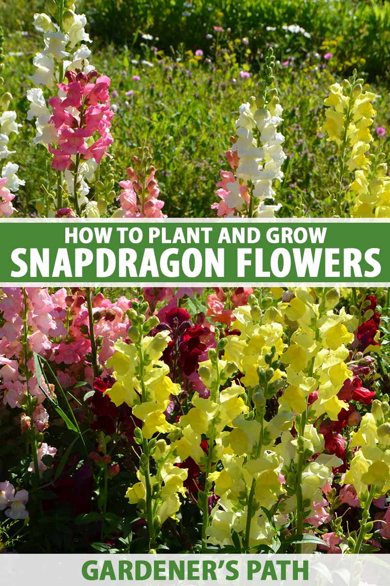 How To Grow Snapdragon Antirrhinum Majus Gardener S Path