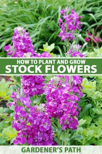How to Grow and Care for Stock Flowers (Matthiola incana)
