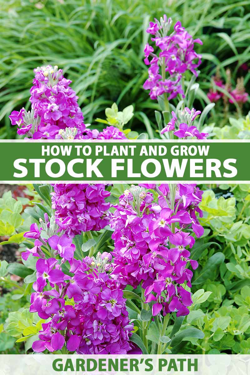 how to grow and care for stock flowers (matthiola incana)