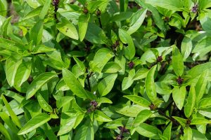 A close up horizontal image of the bright green leaves and purple stems of Thai basil (Ocimum basilicum var. thyrsiflora) growing in the garden, pictured in light sunshine.