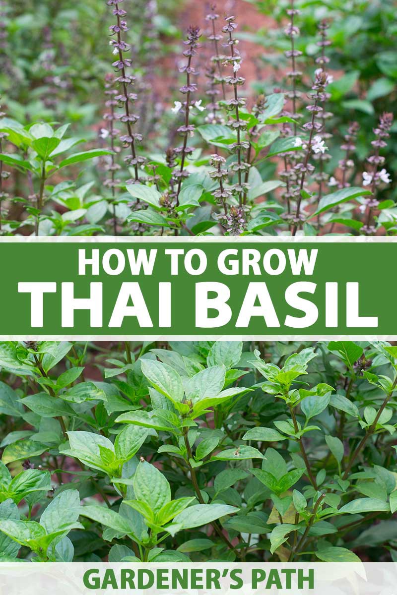 How to Propagate Thai Basil? 