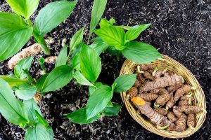 Grow a Superfood in Your Own Backyard: Cultivating Tuberous Turmeric