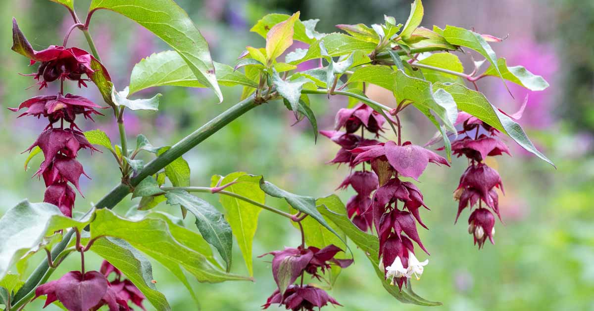 How to Grow and Care for Himalayan Honeysuckle | Gardener’s Path
