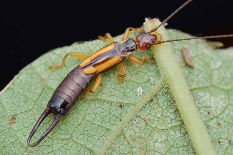 A close up horizontal image of an earwig chewing on a green leaf.