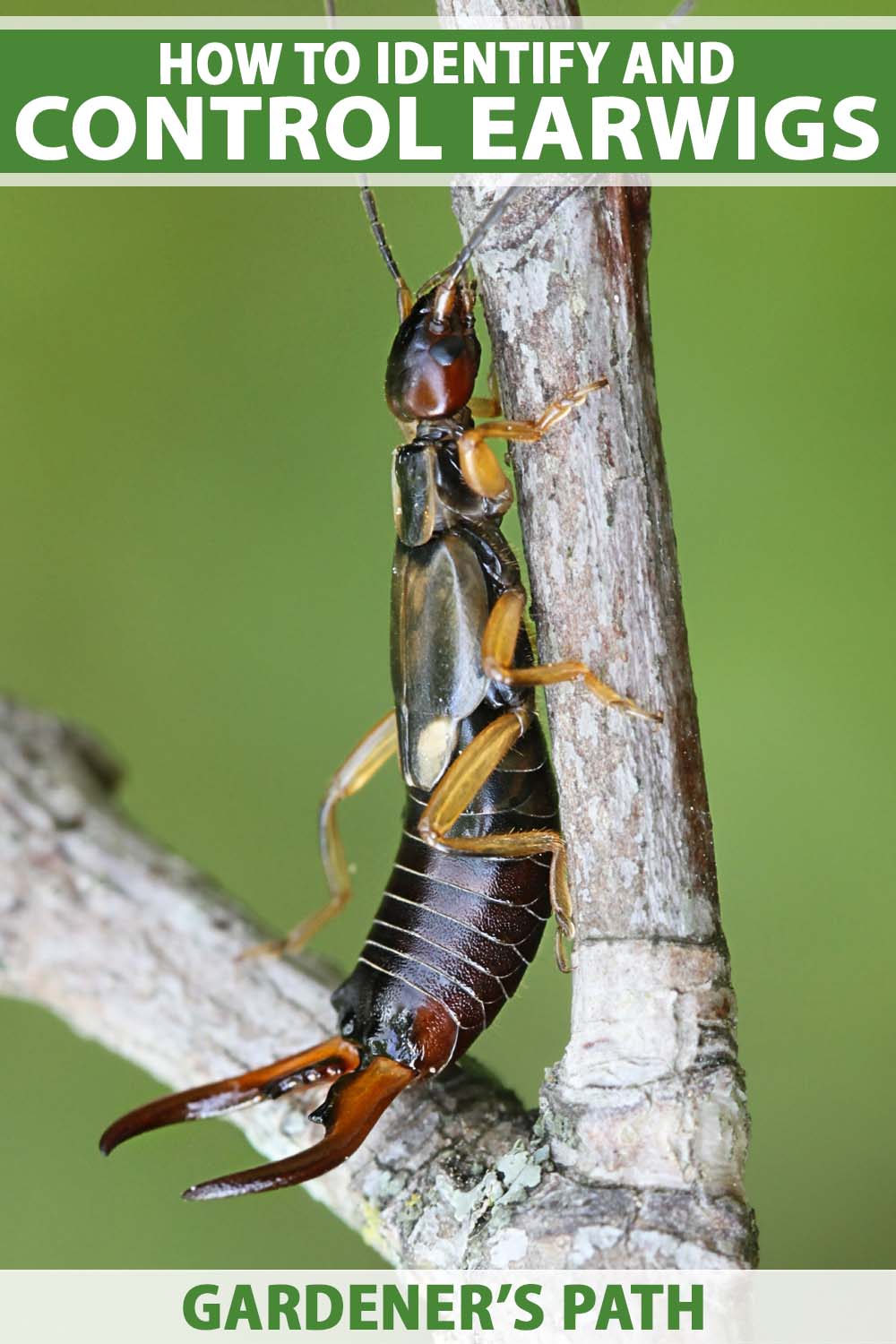 How to Identify and Control Earwigs | Gardener’s Path