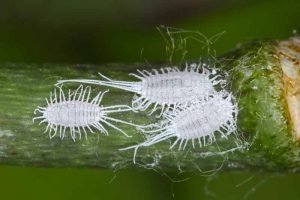 How to Identify and Control Mealybugs
