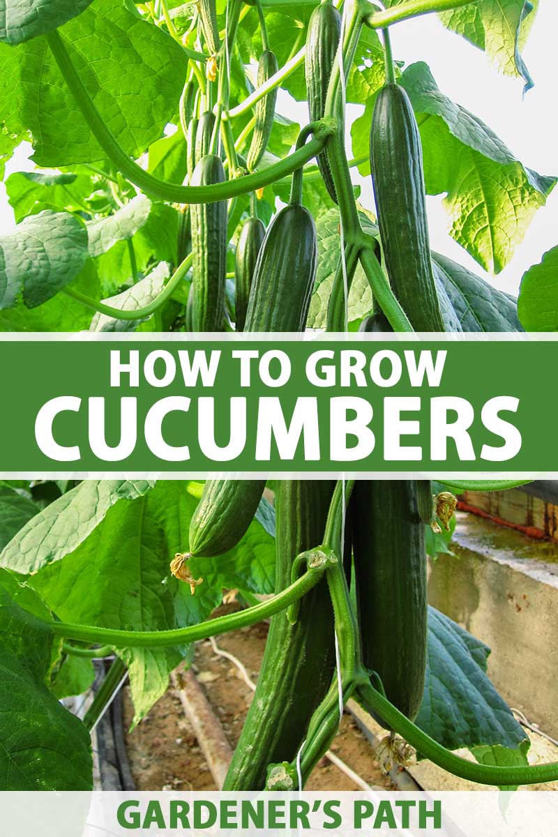 A close up vertical image of cucumbers growing on a vine in a raised bed. To the center and bottom of the frame is green and white printed text.