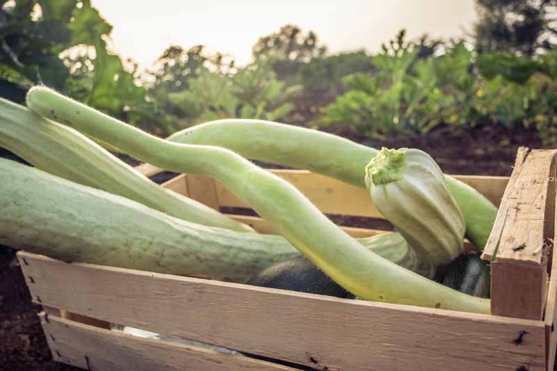 A close up horizontal image of Italian cucuzza squash in a wooden box set on the ground with a garden scene in soft focus in the background.
