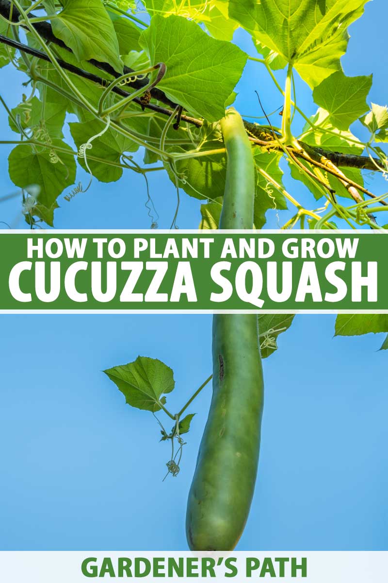 A close up vertical image of an Italian cucuzza squash growing on the vine pictured on a blue sky background. To the center and bottom of the frame is green and white printed text.