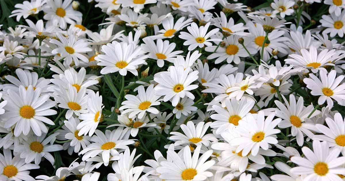 Show me pictures of daisies