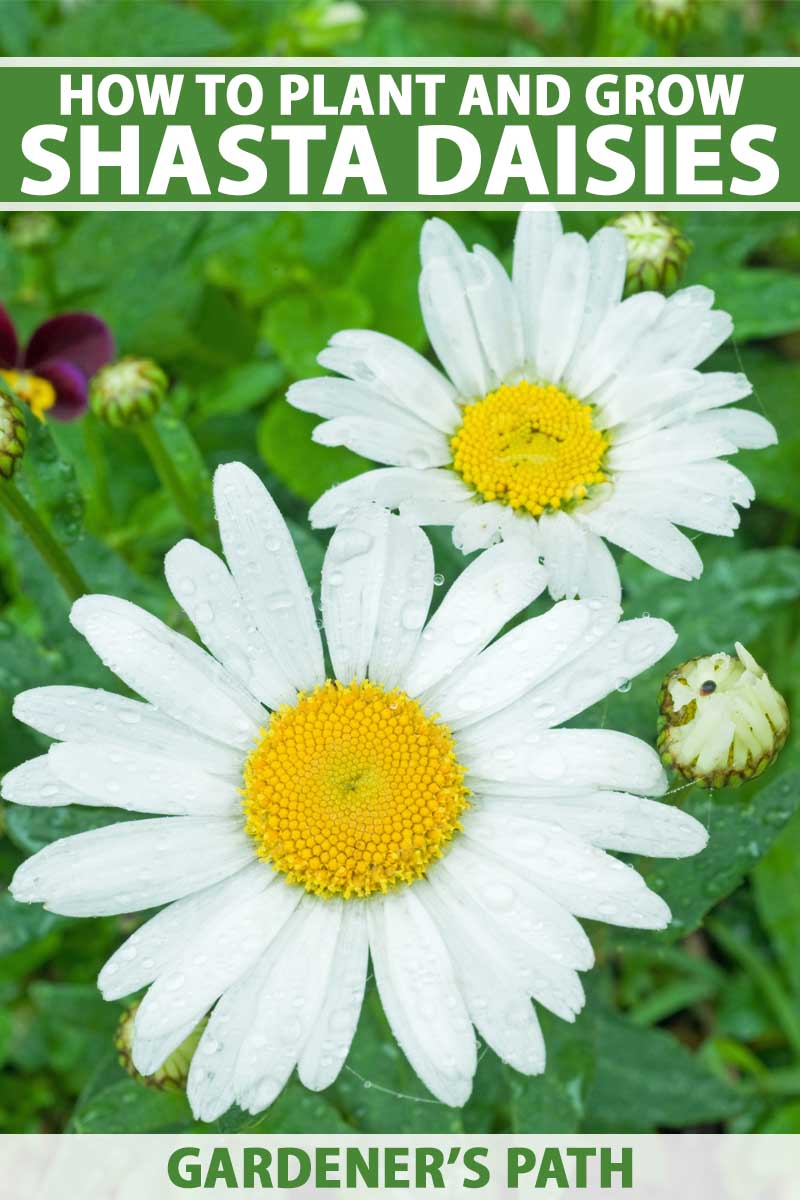 A close up vertical image of Leucanthemum x superbum, aka Shasta daisy flowers growing in the garden. To the top and bottom of the frame is green and white printed text.