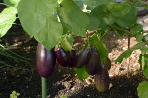 A close up horizontal image of purple eggplants developing on the branch pictured in light filtered sunshine with soil in soft focus in the background.