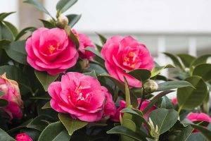 A close up horizontal image of the flowers and foliage of a camellia shrub growing outside a residence.