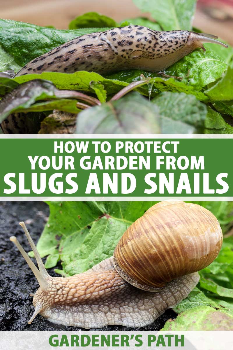 How do i keep snails out of my fruit tree