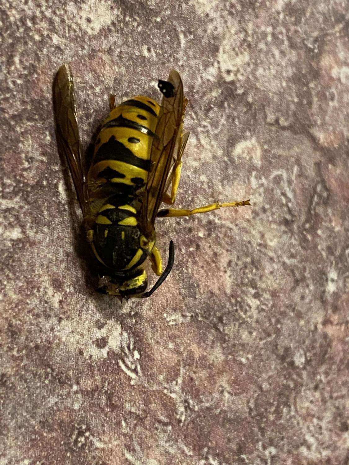 How to Identify Yellow Jackets and Protect from Being Stung - Pretty Handy  Girl