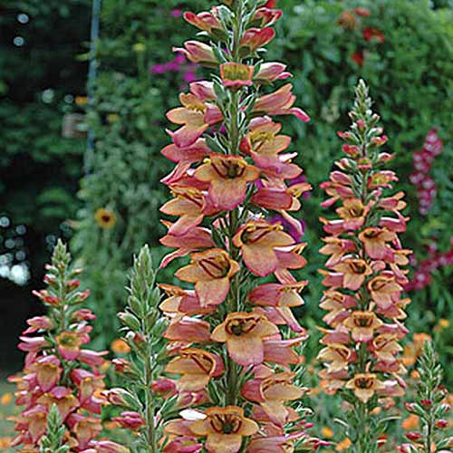 A close up square image of Digitalis 'Illumination Flame' flowers growing in the garden.