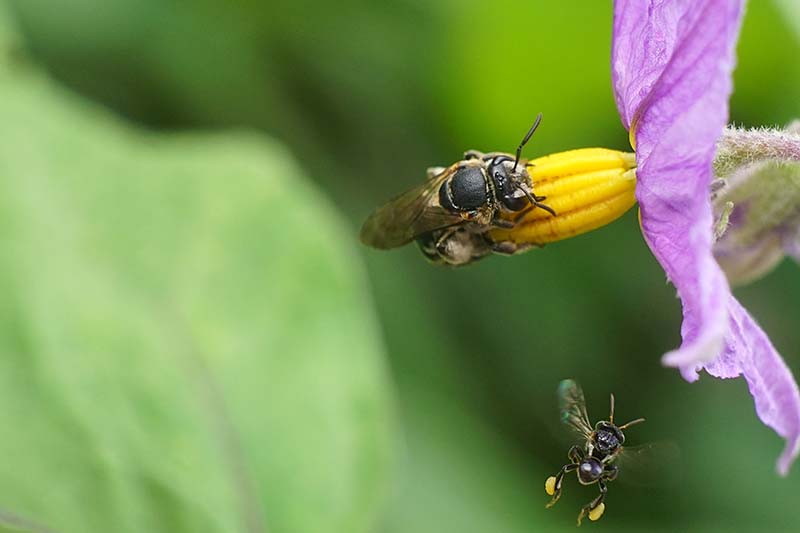 A close up horizontal image of two insects pollinating an eggplant blossom pictured on a soft focus background.