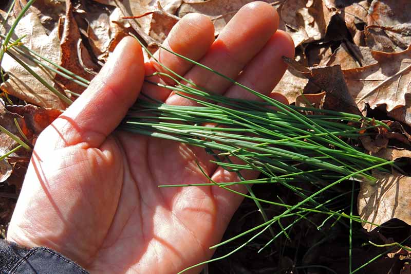 A close up horizontal image of a hand from the left of the frame holding a bunch of wild chives surrounded by fallen leaves.
