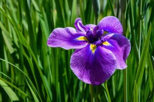 Purple and yellow iris blooming against a green foliage background.