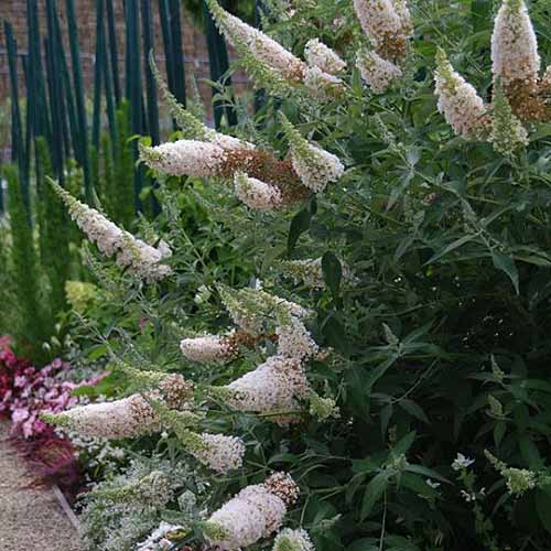 A close up square image of Buddleia 'Ivory' growing in a garden border.