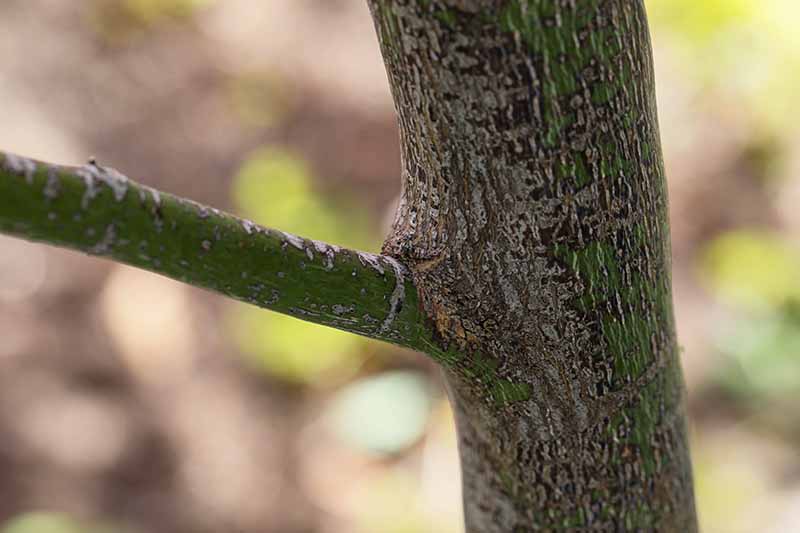 A close up horizontal image of the branch of a tree pictured on a soft focus background.