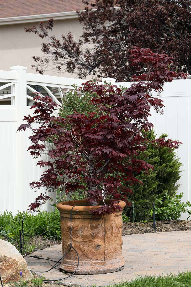 A close up vertical image of a Japanese maple tree growing in a large terra cotta pot with a white fence in the background.