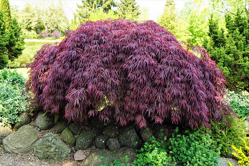 A close up horizontal image of a compact Japanese maple tree growing in a garden border with trees in soft focus in the background.