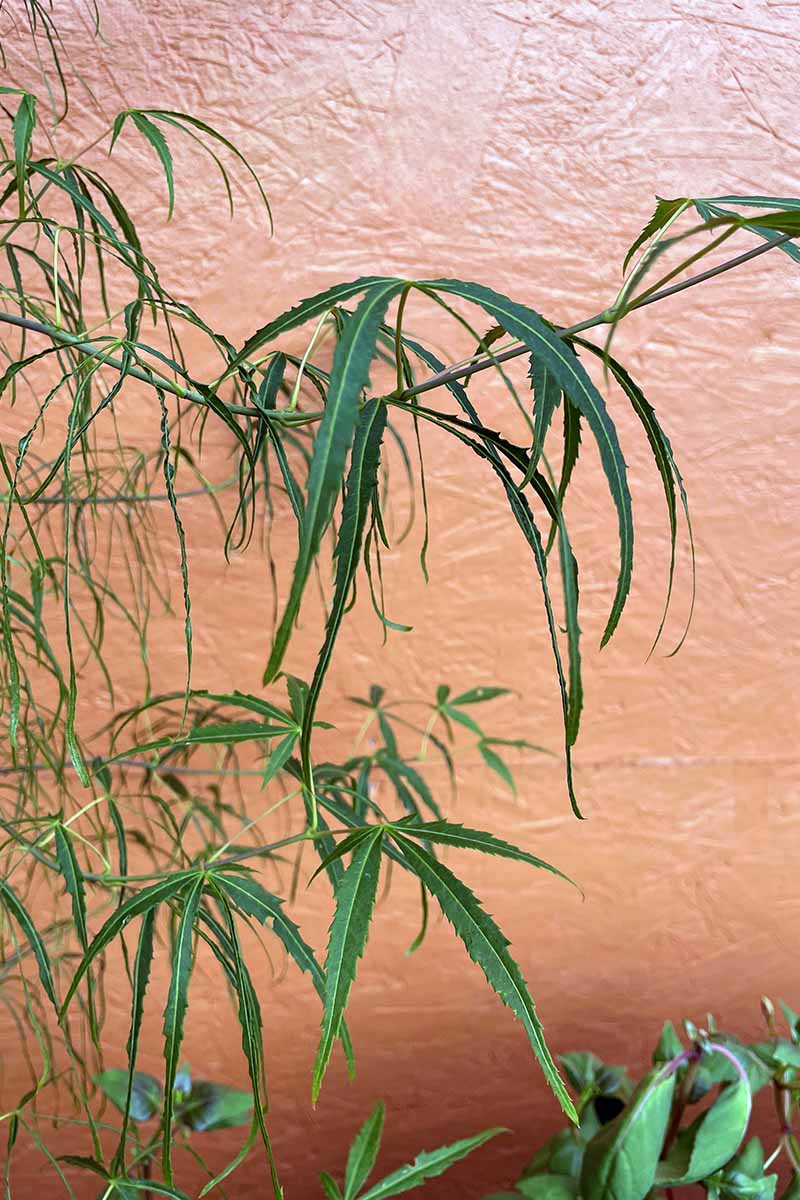 A close up vertical image of Acer palmatum ‘Koto No Ito’ growing in a container indoors.