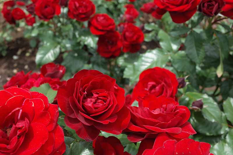 A close up horizontal image of bright red 'Lavaglut' roses growing in the garden.