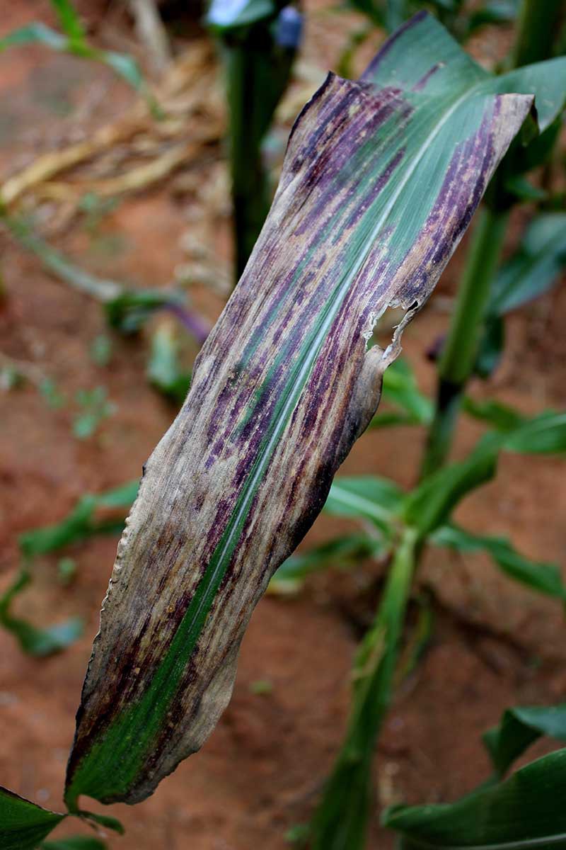 A close up vertical image of a corn leaf suffering from blight pictured on a soft focus background.
