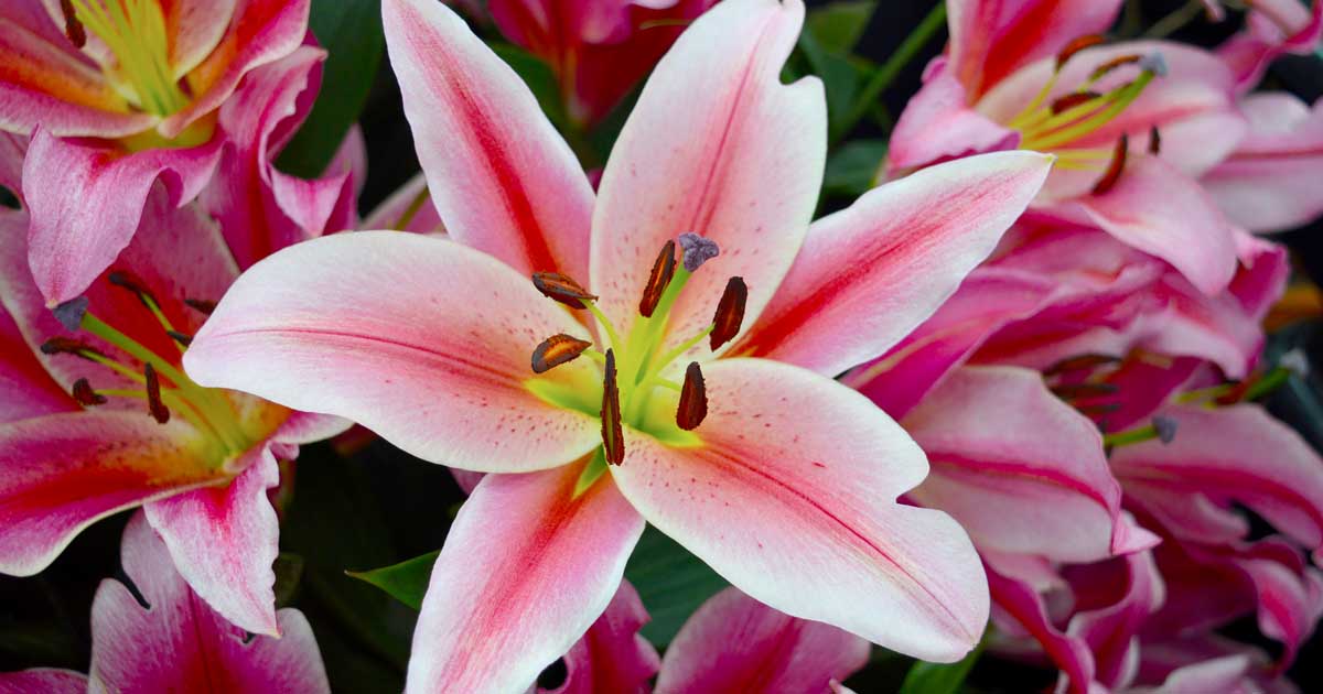 Lily Flower Lilium Spp Growing Guides Tips And Information Lily Flower Lilium Spp Growing Guides Tips And Information