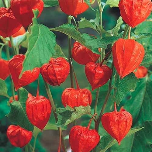 A close up square image of bright red Chinese lantern fruits growing in the garden.