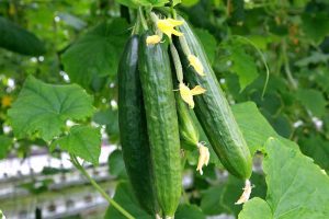 Add Cooling Crunch to Your Cuisine All Season: How to Grow Cucumbers