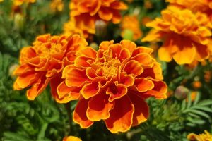Close up of orange French marigold flowers.