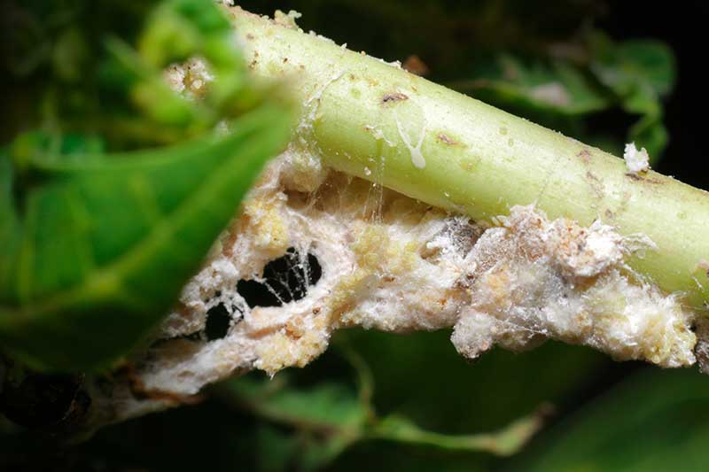 A close up horizontal image of the egg sacs of mealybugs growing on a stem pictured on a soft focus background.
