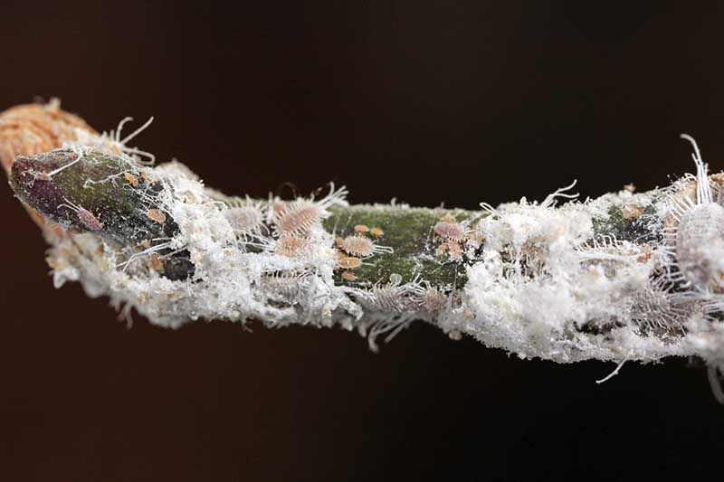 A close up horizontal image of the stem of an orchid infested with mealybugs pictured on a black background.