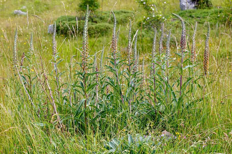 A close up horizontal image of Digitalis parviflora growing wild in a grassy meadow.